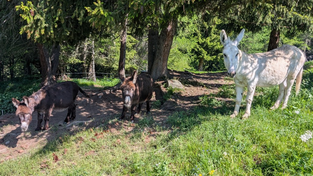 Les débroussailleurs à grandes&nbsp;oreilles